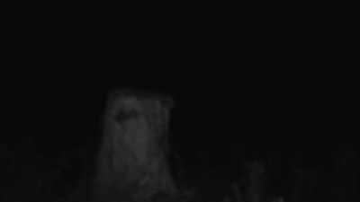 [cameraman speaks] - Expedition Bigfoot