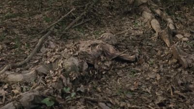 Campers must've
got into a fight - The Walking Dead