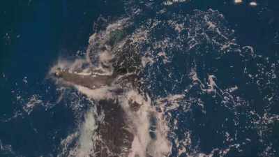 Can be heard underwater
from almost two miles away. - The Secret Lives of Animals