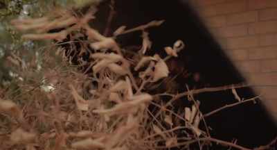 (Can clatters) (Leaves rustling) - Haunted Valley