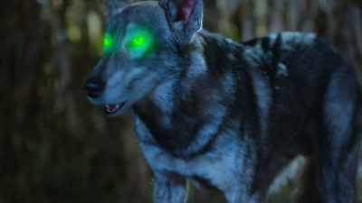 Can it get any better?
Trapped in my corn maze. - Phantom Pups