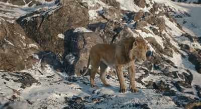 Can I ask you
something, Rafiki? - Mufasa: The Lion King