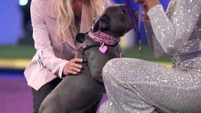 Can I put this on you? Yes? Very nicely? - 2022 American Rescue Dog Show