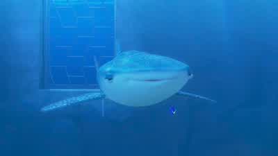 Can you please keep it down over there My head hurtsDESTINY GROANS Who's thatWHISPERING That's my neighbour BaileyHe was brought in with a head injuryI know you're talking about me DestinyHe thinks he can't use his echolocation but I've overheardthe - Finding Dory