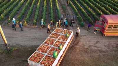 Canada's migrant-worker system
is put in place - Black Life: Untold Stories