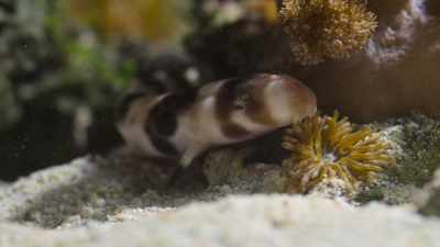 Când puii se nasc prematur, - Baby Sharks