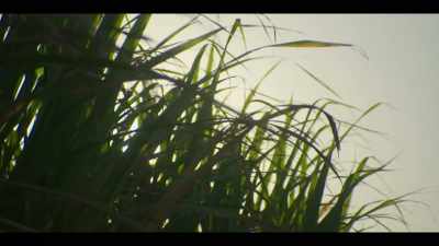 (cane rustling) - Black Snow