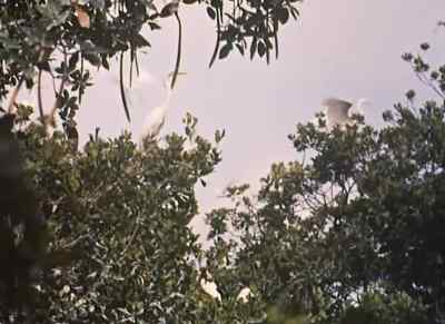 Can't you see they're beautiful? - Wind Across the Everglades