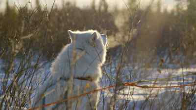 CAN'T YOU HOWL? - The Last Alaskans