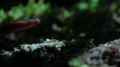 Capable of attacking snakes, - The Secret Lives of Animals