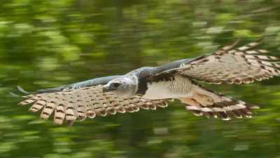 Capable of flying
at up to 50 miles per hour. - The Secret Lives of Animals