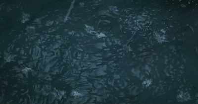 - Captain, you yourself - Dolphin Boy