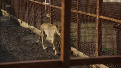 'Captive-bred lions rarely survive
when returned to the wild - Britain's Tiger Kings - On the Trail with Ross Kemp