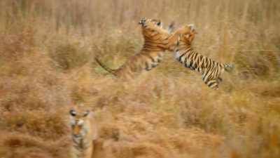 Capturing prey
requires power and agility. - Dynasties