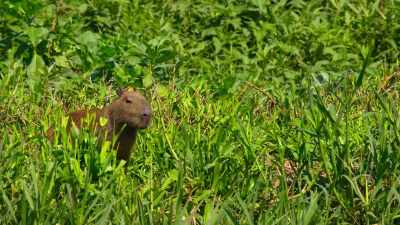 Capybara have acute hearing. - Our Planet