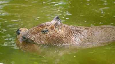 Capybaras - Absurd Planet