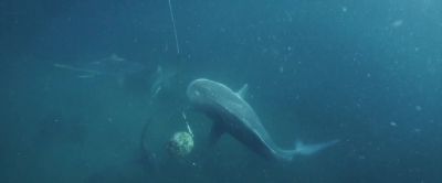 Carbon emissions
are absorbed by the ocean - Deep Blue Sea 3