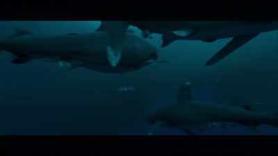 Carcharhinus longimanus, he's the one - Playing with Sharks