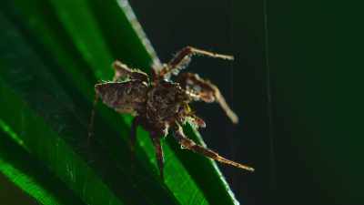 Careful to keep most of
her body off the web... - The Secret Lives of Animals