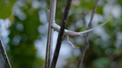 Caribbean anoles are surprisingly
well-adapted - Tiny World