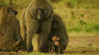 Caring for him has brought
Bakari and Cheka closer. - Serengeti
