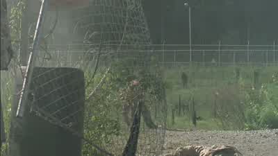 Carl! Carl! Carl! Carl? - The Walking Dead