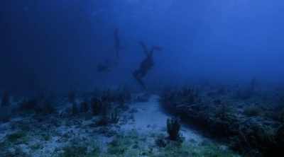 CARLEE (off-screen): There were a
few that immediately just bolted as - Shark Attack Files