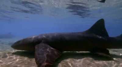 CARLEE (off-screen): These sharks
slowly started creeping towards - Shark Attack Files