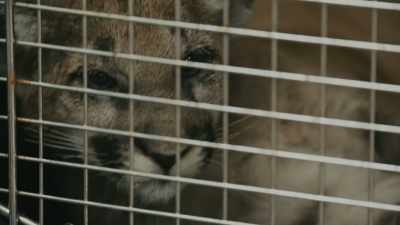 CARLTON: I'm so glad
that they are not so badly affected. - Path of the Panther