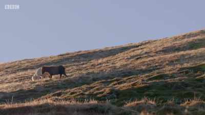 Carneddau ponies graze
on Snowdonia's highest peaks. - Wales: Land of the Wild