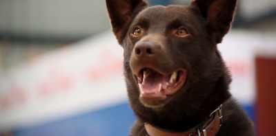 CAROL: His face used to light up - Koko: A Red Dog Story