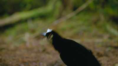 Carolas spend more time
rehearsing their displays - Dancing with the Birds