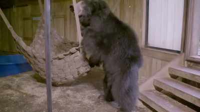 Carrie: So, the next
couple weeks, we're
going to continue to - Secrets of the Zoo