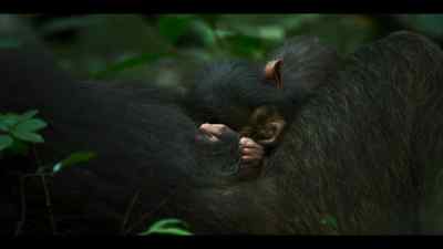 Carson's baby has arrived. - Chimp Empire