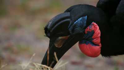 Cassanova's a very unique bird. - Magic of Disney's Animal Kingdom