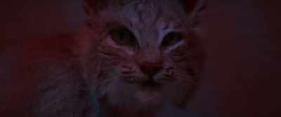(cat growling) - Close Calls