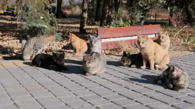 (cat meowing) - The UnBelievable with Dan Aykroyd