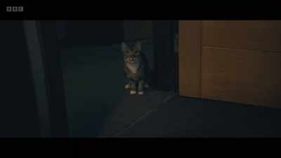 CAT MEOWS - Am I Being Unreasonable?