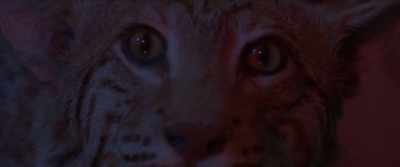 (cat purring) - Close Calls