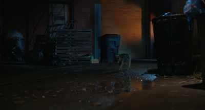 - (cat yowling nearby)
- (clattering) - Strays