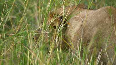 Catching enough food is hard, - Dynasties