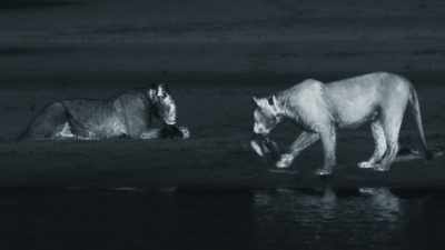Catching flying prey
in the dark is not easy... - Planet Earth III