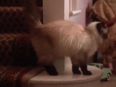 Cats are smarter than dogs - Homeward Bound: The Incredible Journey