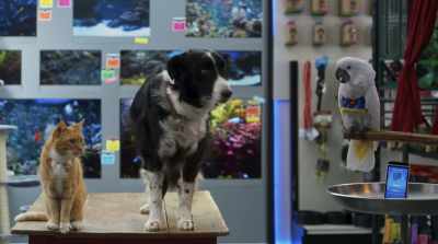 Cats and dogs and
humans, back to normal. - Cats & Dogs 3: Paws Unite
