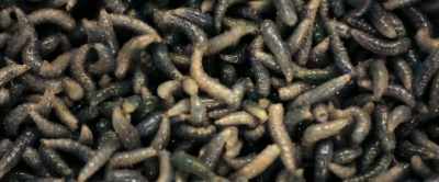Cats, there are these
parasites - Something in the Dirt