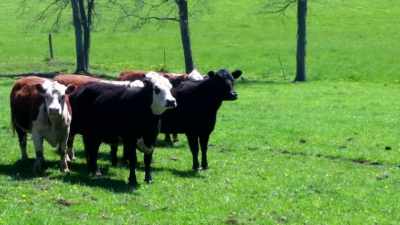 Cattle are basically
designed to eat one thing
and one thing only, - The Magic Pill