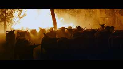 (CATTLE BELLOWING) - Faraway Downs