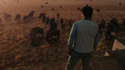 Cattle convert wild
grasses into methane, - Cosmos: Possible Worlds