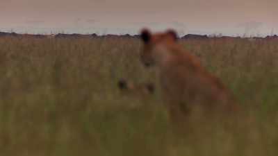 Cattle, illegally brought into
the lions'territory to graze. - Dynasties