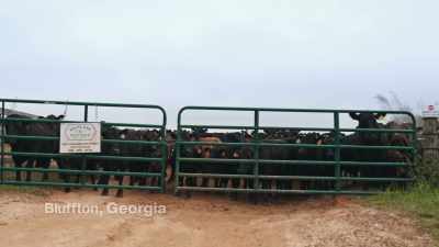 [cattle lowing] - Food and Country